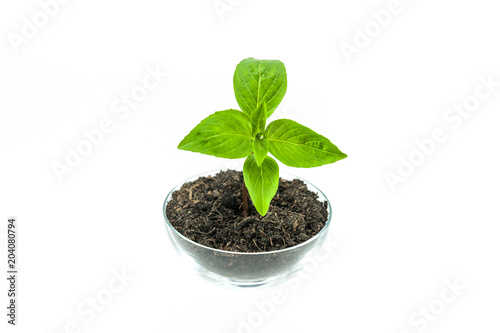 Growing mint leaves