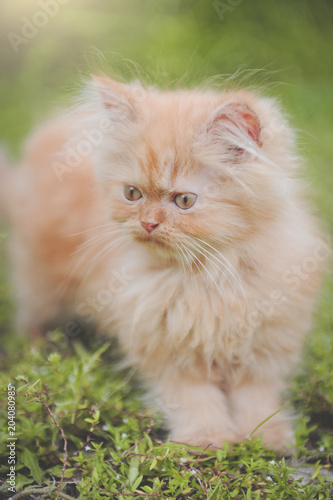 Red kitten © zendograph