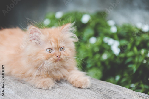 Red kitten © zendograph