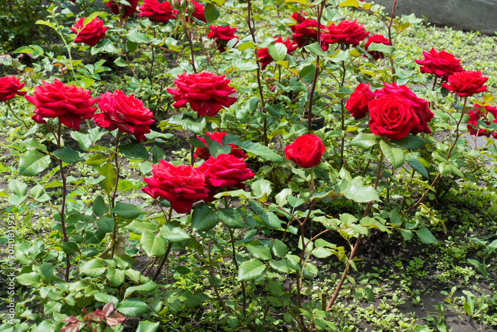 Bed of flowers of bright red roses