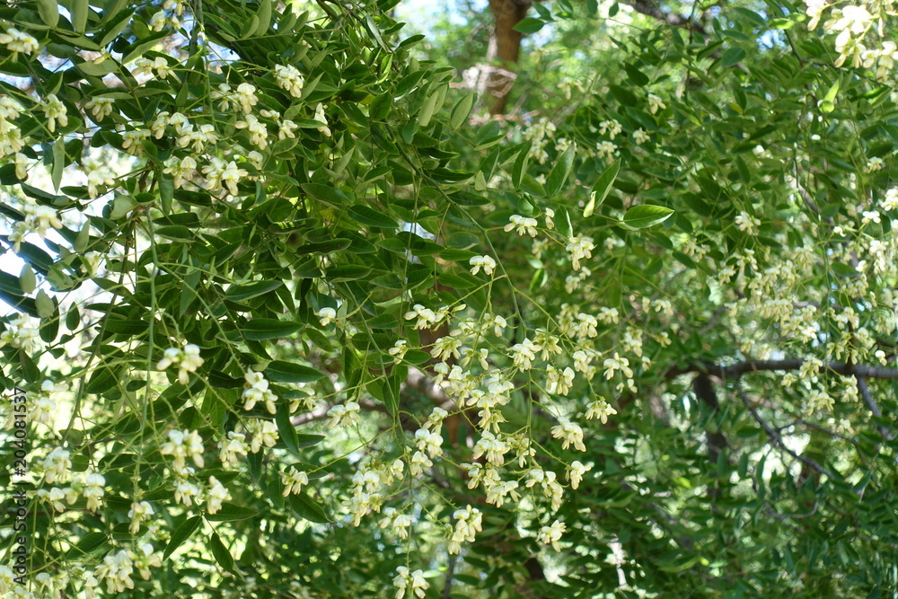 White flowers of Sophora japonica in summer White flowers of Sophora japonica in summer