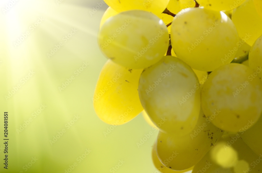 Green grape cluster against sunlight closeup view Green grape cluster against sunlight closeup view