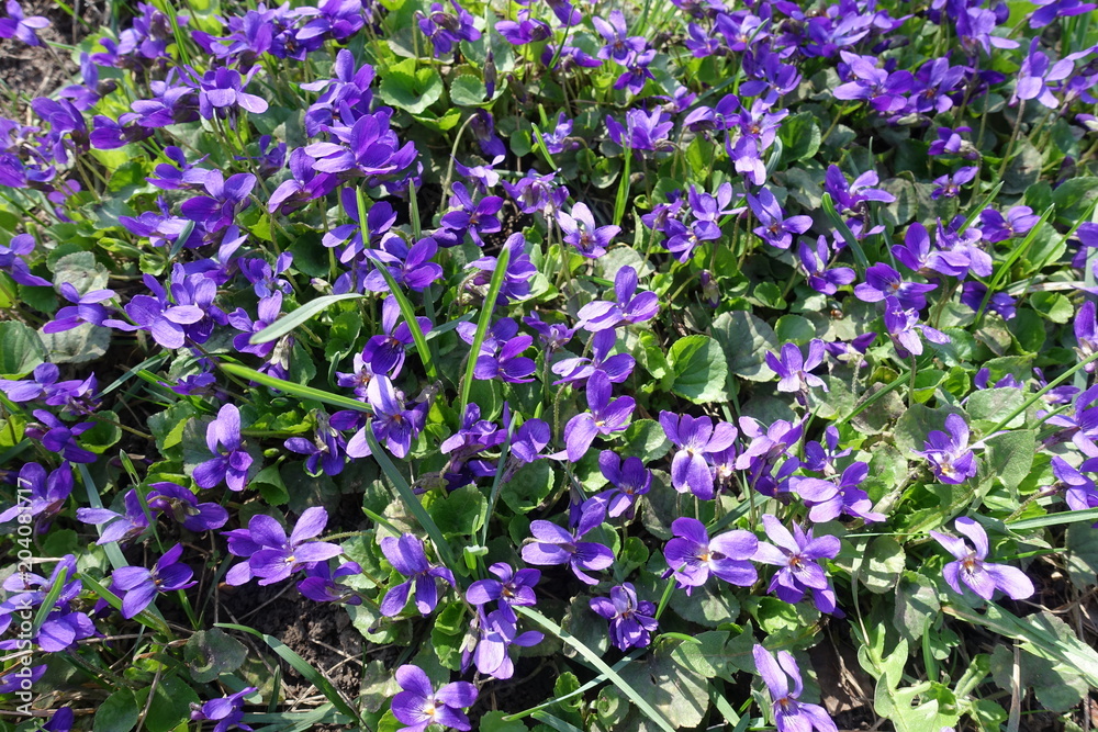 Glade densely covered with flowers of dog violets Glade densely covered with flowers of dog violets