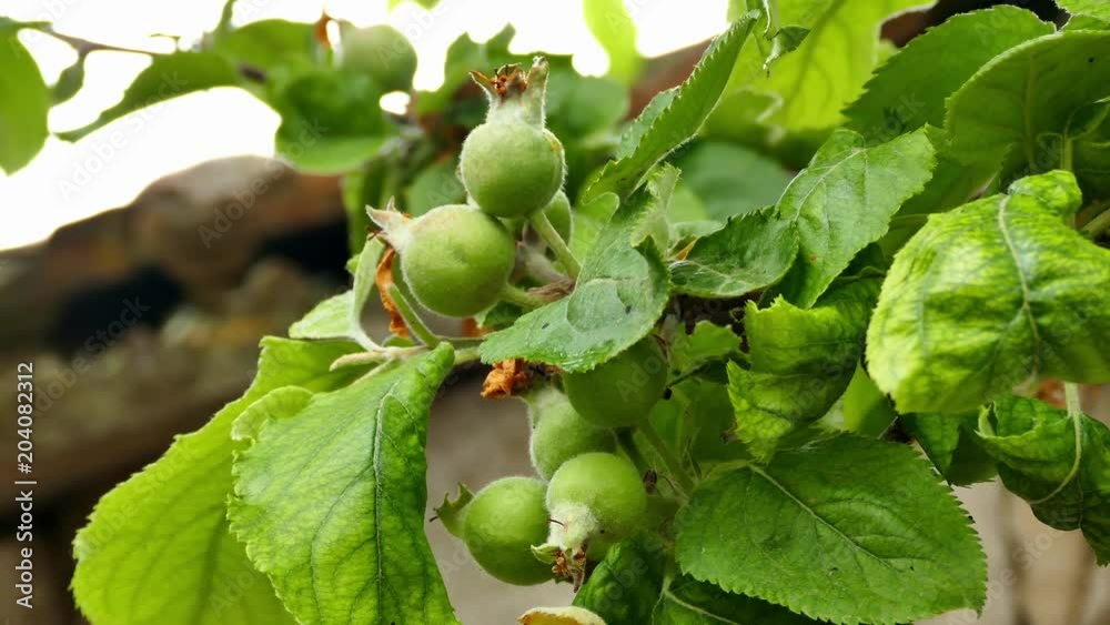 natural apples starting to grow
natural apples starting to grow