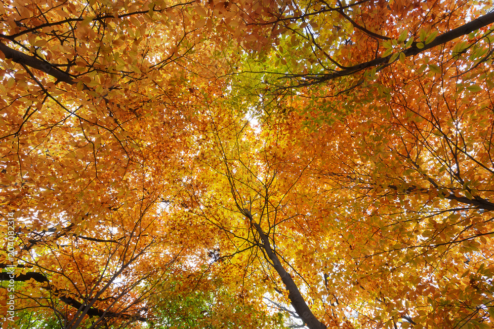 Moscow, Russia. Yellow leaves in autumn forest