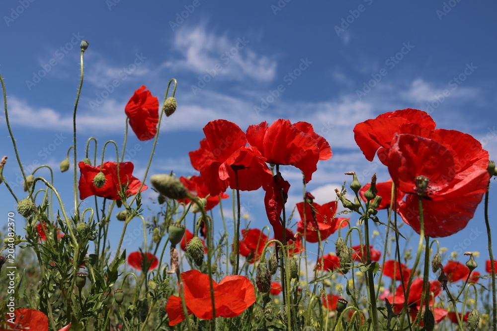 Obraz premium Piękne czerwone maki w polu