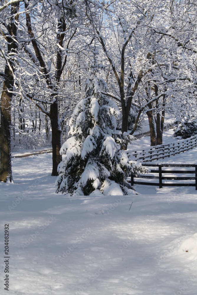 Fototapeta premium Kentucky Winter Pine 2