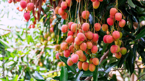 Lychee tree in an orchard.