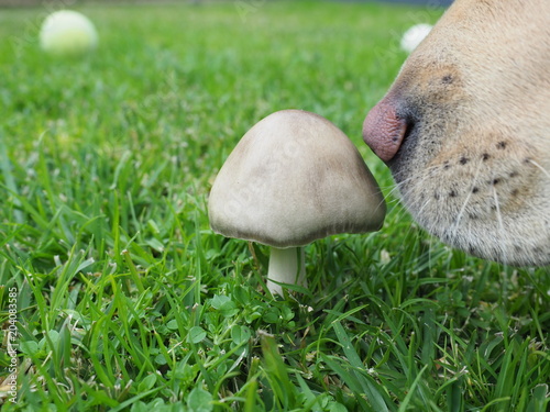 Принти на полотні Nosey dog