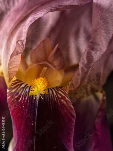 Fototapeta Naklejka Na Ścianę i Meble -  Bearded iris closeup macro detail. Deep maroon red.