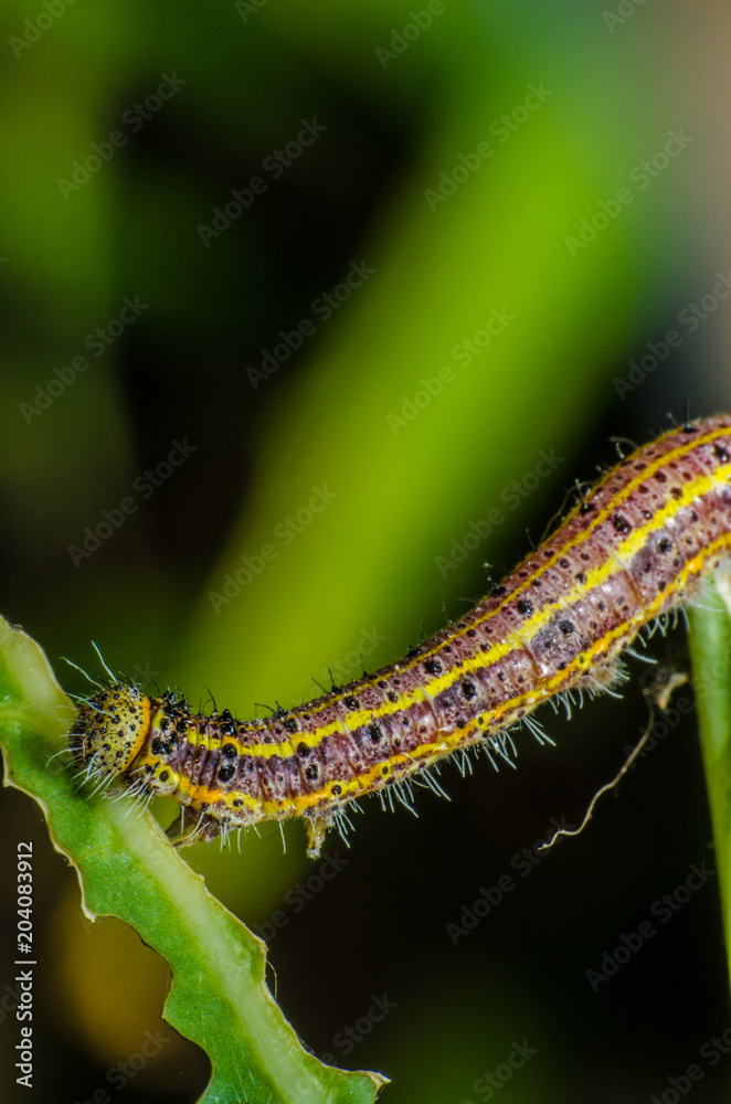 wonderful and mysterious macro world. wonderful and mysterious macro world.