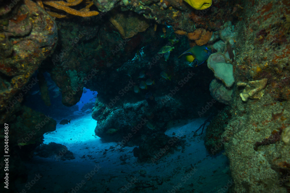 Obraz premium Coral reef
