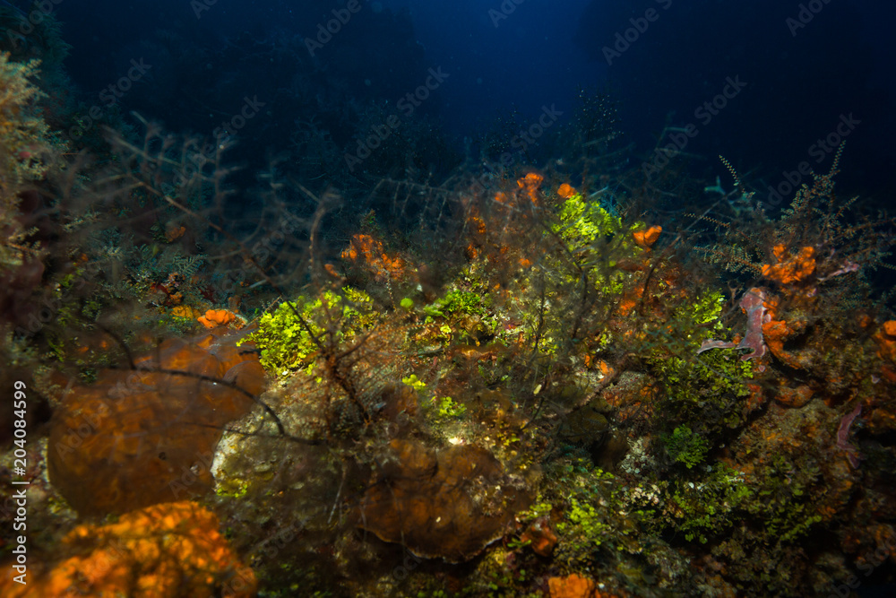 Obraz premium Coral reef