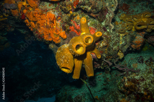 Fototapeta Naklejka Na Ścianę i Meble -  Coral reef