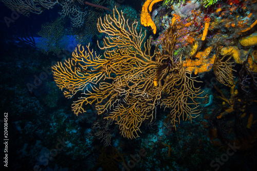 Fototapeta Naklejka Na Ścianę i Meble -  Coral reef