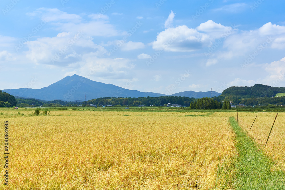Fototapeta premium 秋の田園風景と筑波山