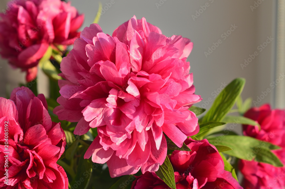 Fresh bunch of pink peonies peony roses flowers background. Garden spring flowers, Card Concept, copy space for text. mom's day, birthday, celebration wallpaper, copy space.