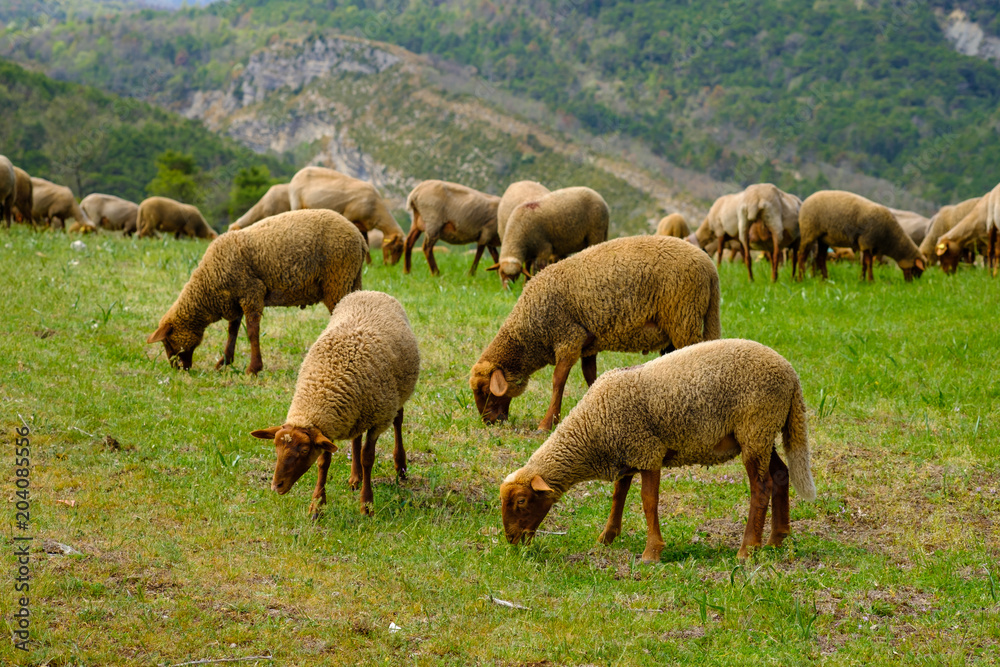 Troupeau de moutons sur pâture, Alpes de Haute Provence, Gorges du Vegdon, France.	