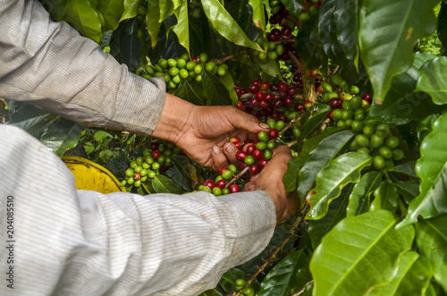 Fényképezés colombian farmer picking ripe coffee beans by hand.
