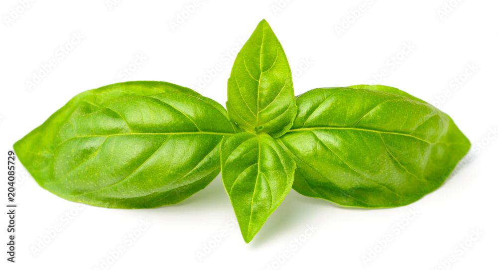 fresh basil isolated on white, fresh herb fresh basil isolated on white, fresh herb