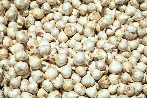 Pile of raw whole garlic background. Many garlic bulbs for sale at a food market