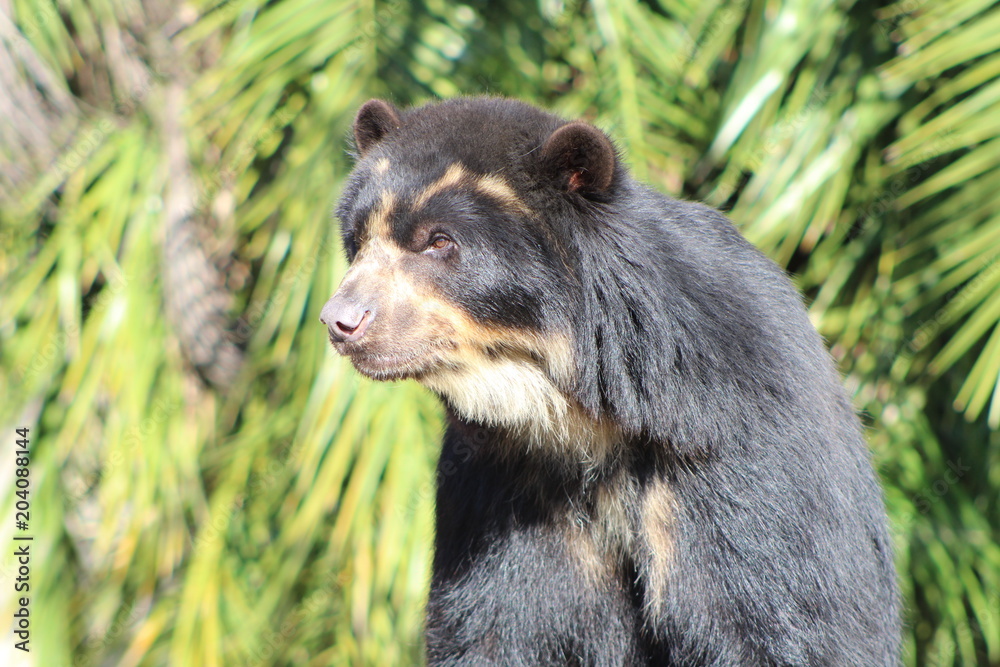 Fototapeta premium urso de óculos
