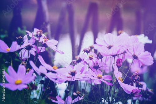 Fototapeta Naklejka Na Ścianę i Meble -  background nature Flower mexican aster. purple flowers. background blur