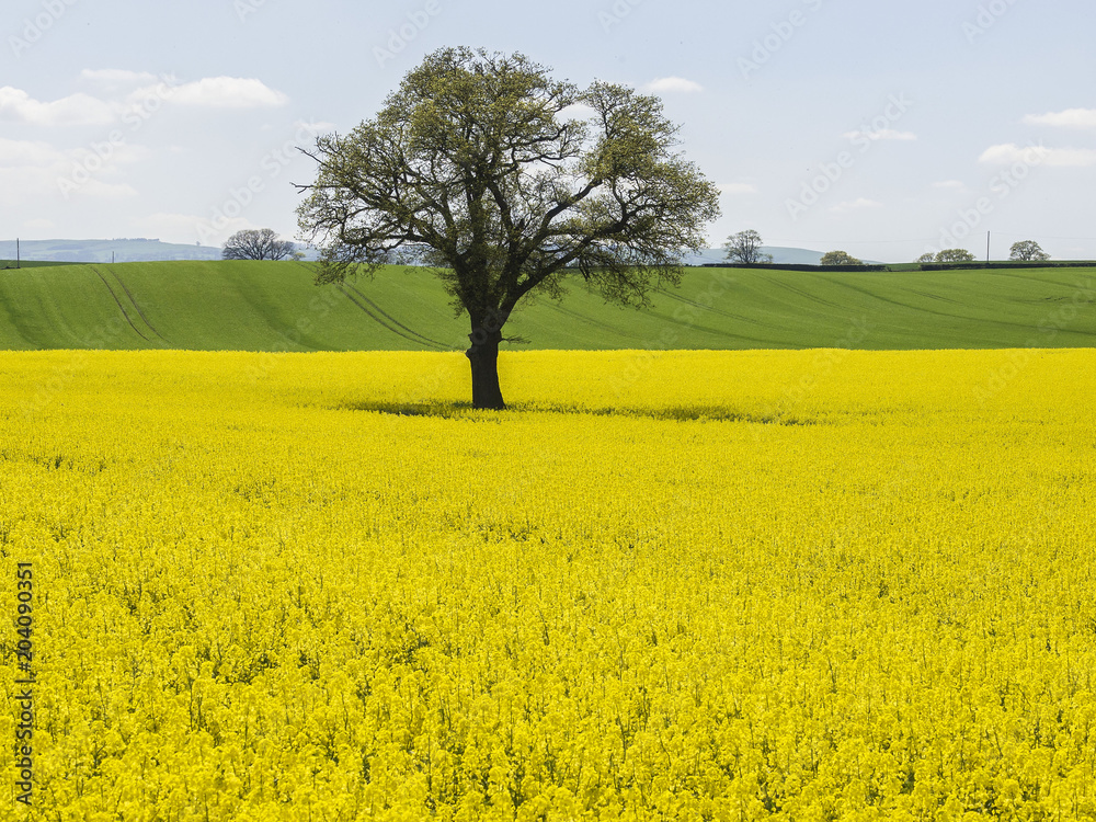 Bright yellow oilseed rape meadows and a country stile for the public footpath in the springtime in Herefordshire, England