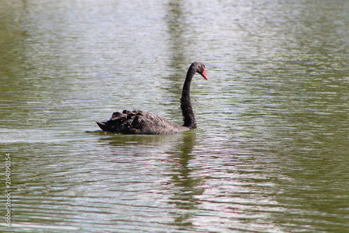 Fototapeta Naklejka Na Ścianę i Meble -  cisne negro lago