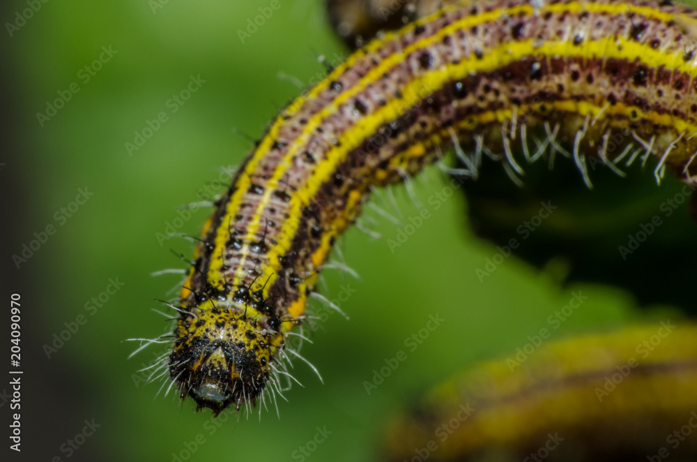 Naklejka premium wonderful and mysterious macro world.