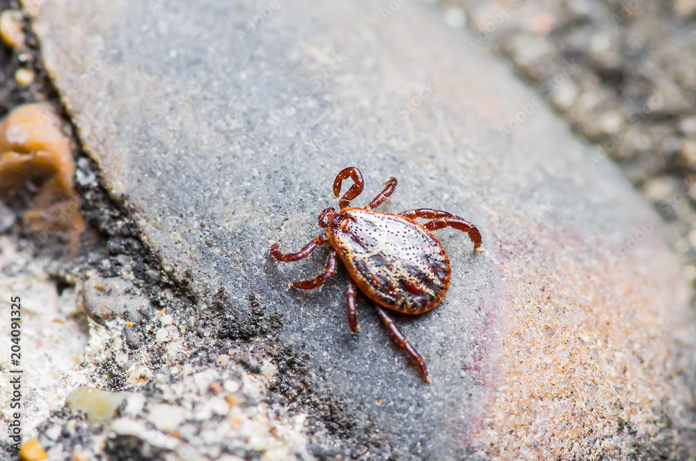 Encephalitis Virus or Lyme Disease Infected Tick Arachnid Insect Pest Crawling on Ground Encephalitis Virus or Lyme Disease Infected Tick Arachnid Insect Pest Crawling on Ground