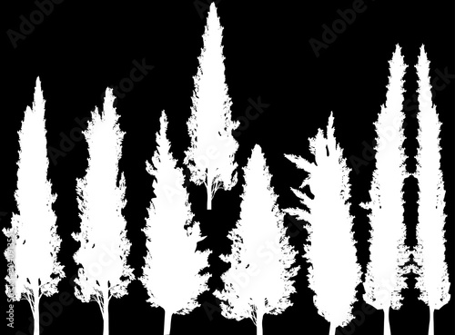 group of cypresses isolated on black