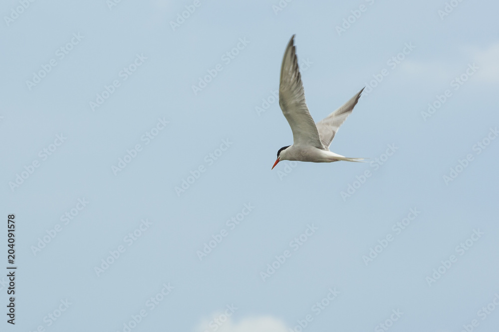 the image of a seagull