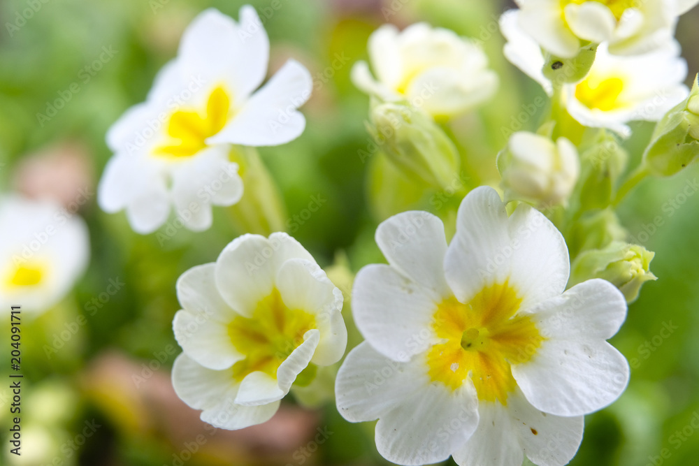 image of a primrose