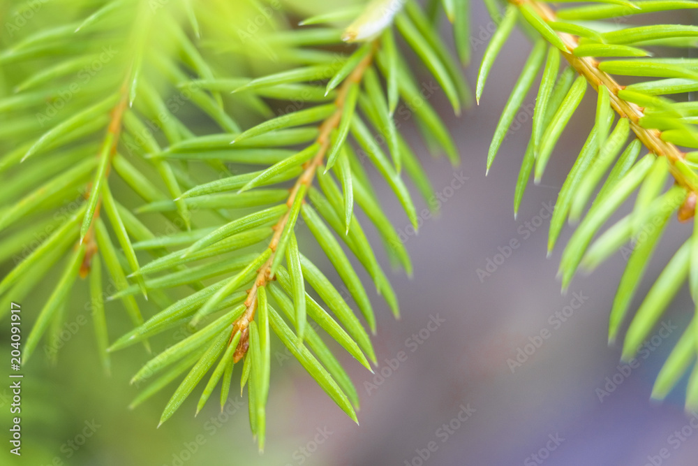 pine branch with cone embryo