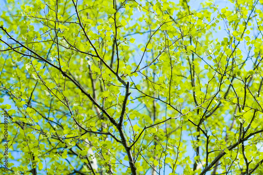 Fototapeta premium Background with young birch Leaves