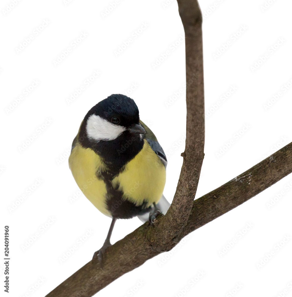 Fototapeta premium golden great tit isolated on white