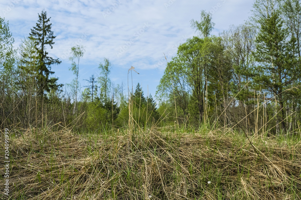 Fototapeta premium Landscape with the image of forest bog