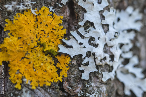 Fotografie The image of lichen on a tree bark