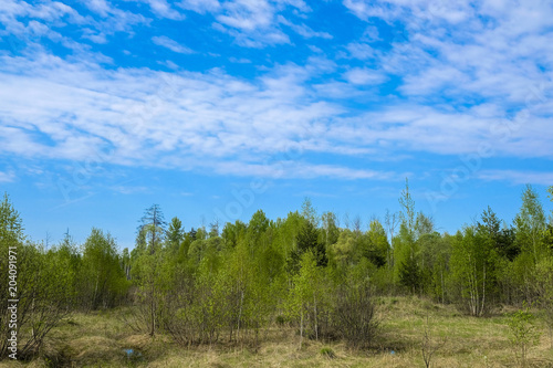 Landscape with the image of forest bog