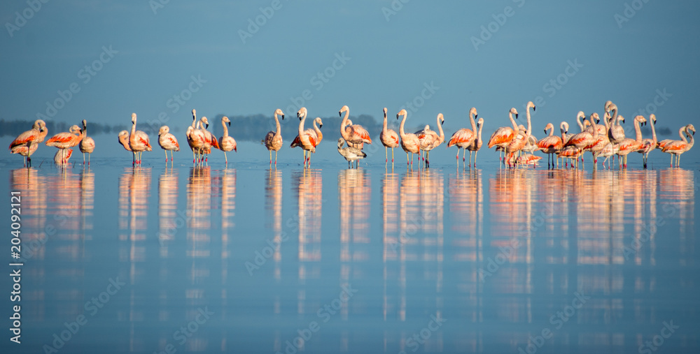 Fototapeta premium Flamencos en el lago
