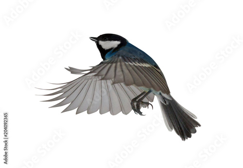 blue colored tit in flight isolated on white © Alexander Potapov