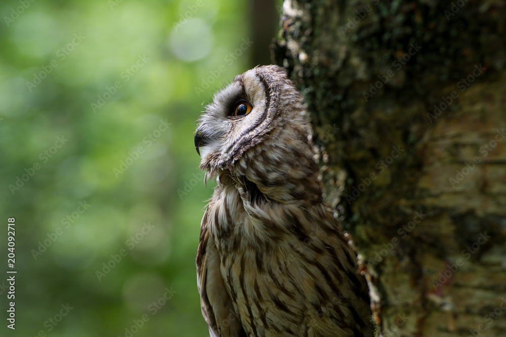 Obraz premium Long Eared Owl