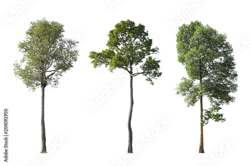 The tall Dipterocapus intricatus Dyer. Die cut three large the trees isolated on white background.