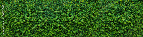 Panorama with leaves. Decorative wall with green leaves.