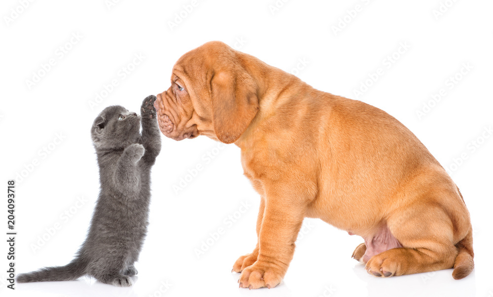 playful kitten strikes with a paw on the nose of a puppy playful kitten strikes with a paw on the nose of a puppy