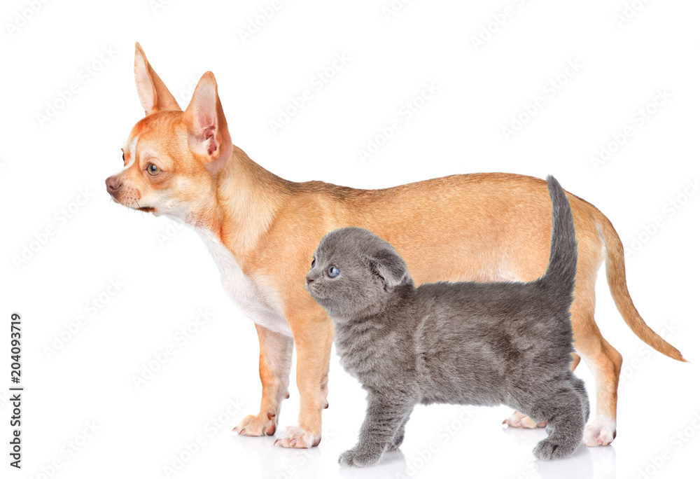 kitten and puppy standing in profile together. isolated on white background kitten and puppy standing in profile together. isolated on white background