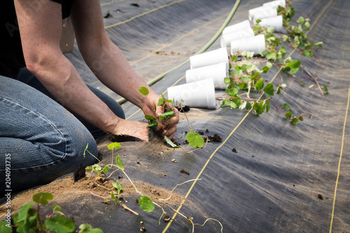 Farm worker preparing and transplanting organic new mashua plants photo