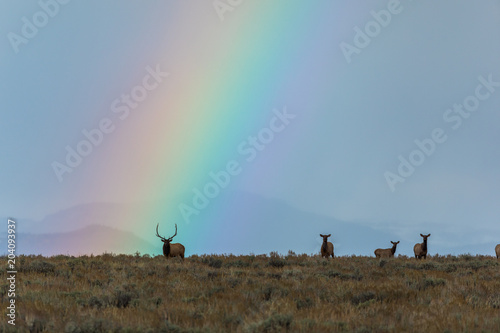 Elk Herd in Front of Rainbow 