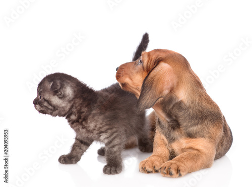 dachshund puppy with kitten looking away. isolated on white background